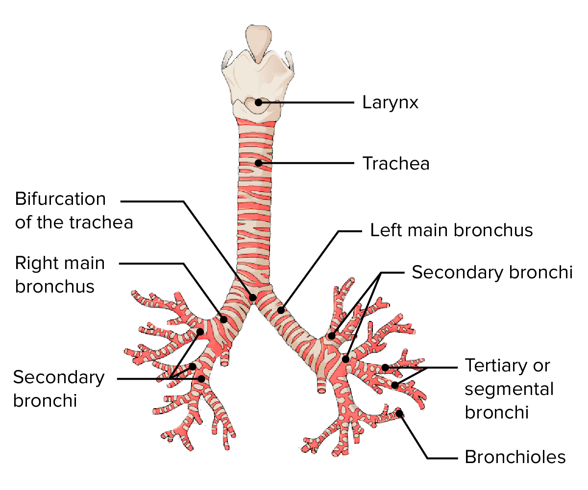 <p>the branching system of bronchi and bronchioles conducting air from the windpipe into the lungs.</p>