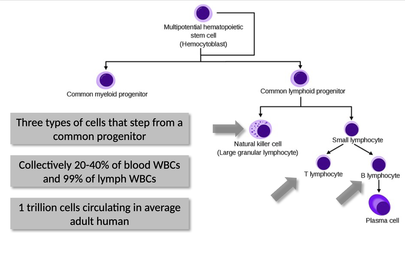 <ul><li><p>three types of cells that stem from a common progenitor</p></li><li><p>collectively 20%-40% of blood WBCs and 99% of lymph WBCs</p></li><li><p>1 trillion cells circulating in average adult human - lymphoid cells = 1% of cells in human body</p></li></ul><p></p>