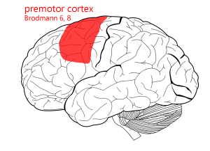 <p>pre-motor cortex </p>