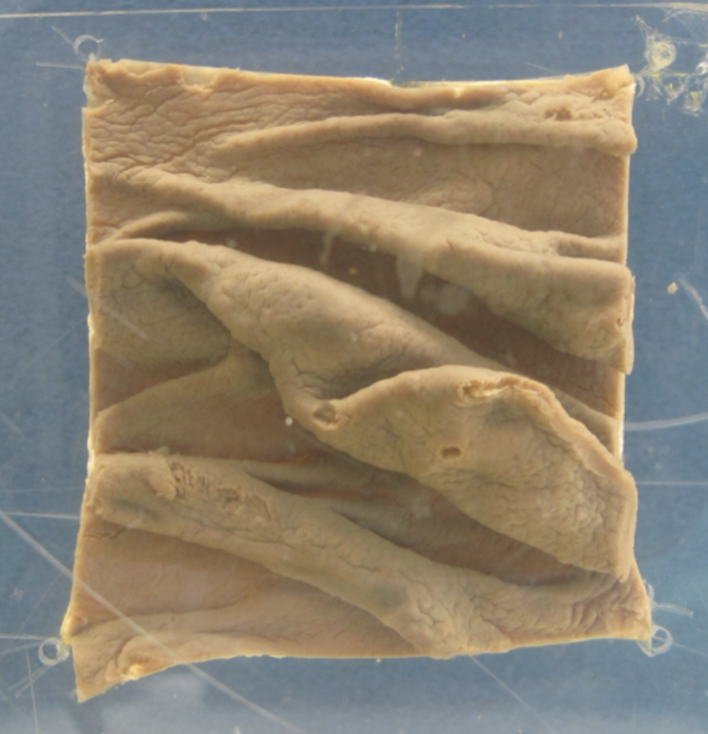 <p><span>Which part of the ruminant stomach is shown in this picture? What is its function? </span></p>