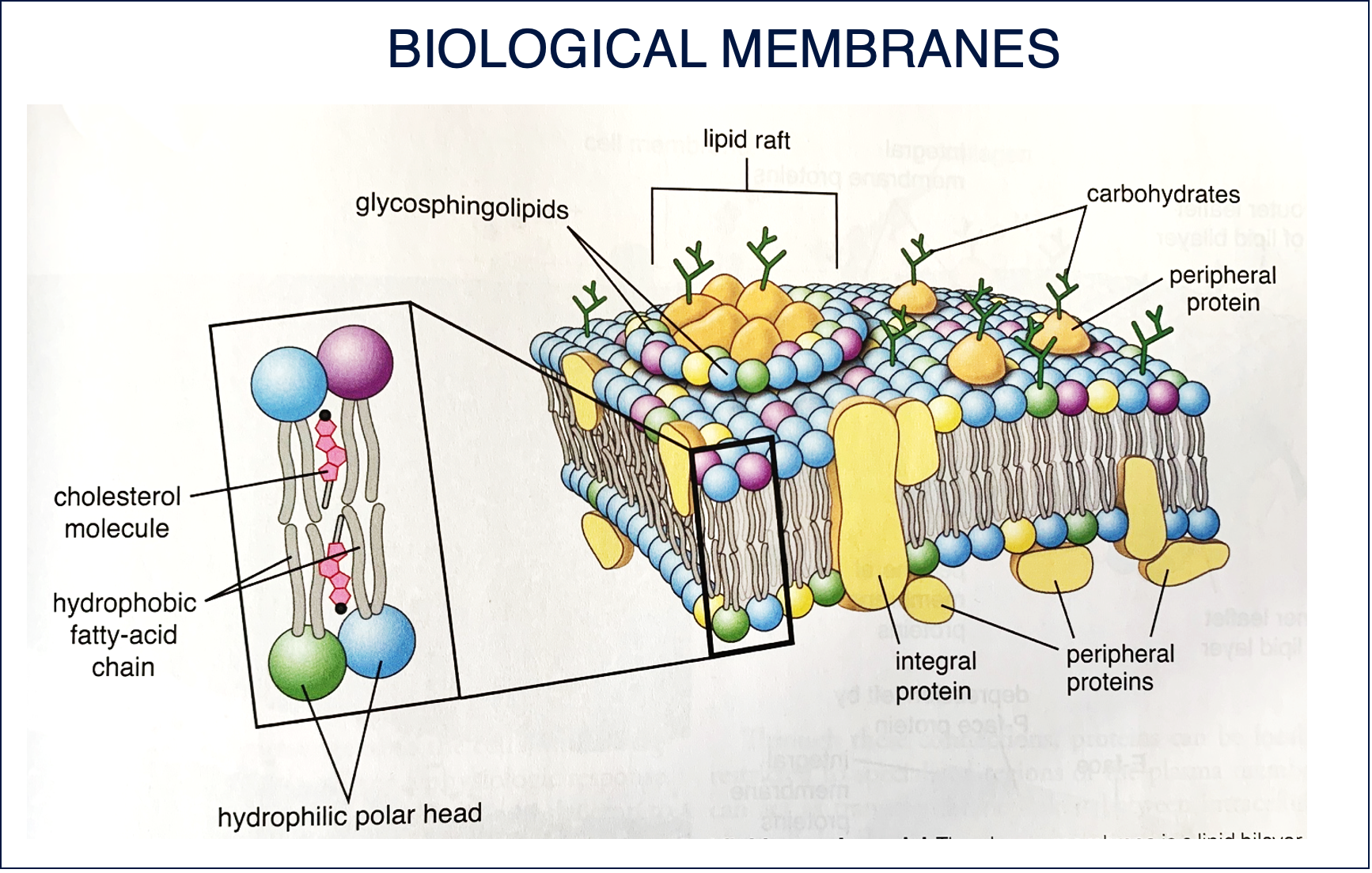 <p><span>The plasma membrane is a lipid bilayer consisting of phospholipid molecules, cholesterol and proteins; integralmembrane proteins and peripheral membrane proteins; carbohydrates associated to extracellular face (glycoproteins and glycolipids). Cholesterol molecules are incorporated within the gaps between phospholipids&nbsp; equally on both sides of the membrane. Lipid rafts contain&nbsp; high conecentrations of cholesterol and glycosphingolipids. Lipid rafts are signalingplatforms due to the close proximity of interacting proteins. These platforms can be used by bacteria like Shigella or Salmonella which hijack the rafts with their signaling mechanism and use them to support their own entry into the cell.</span></p><p style="text-align: left"><span>them to support their own entry into the cell. Many bacteria use the rafts to escape phagocytosis. They form vacuoles made of rafts components, not detectable by phagocitic compartment, so bacteria can be transported across the cell.</span></p><img src="https://knowt-user-attachments.s3.amazonaws.com/7af03e89-b0ce-4106-88e6-2493001da999.png" data-width="100%" data-align="center"><p></p>