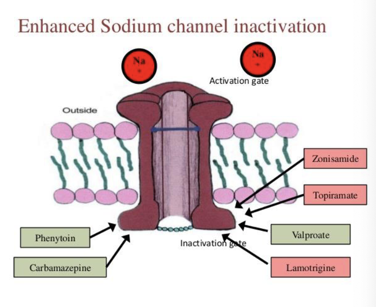 <p>• These agents inhibit synaptic transmission and stabilize hyperexcitable neurons by altering sodium ion influx and efflux</p><p>• This dampens only abnormally high neuronal activity, allowing normal conduction of action potentials to occur</p><p>Examples: Phenytoin (Dilantin), carbamazepine (Tegretol)</p>