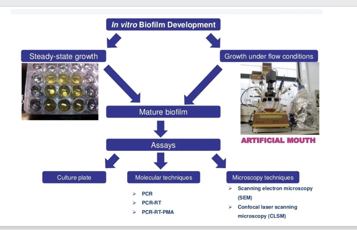 <p>Bacterial community in biofilm 1000x more resistant. </p><p><span><span>1. Physiological HETEROGENEITY<br>2. Increased phenotypic RESISTANCE (external<br>physical o chemical aggressions)<br>3. Quorum Sensing (interbacterial<br>COMMUNICATION)<br>4. ADAPTATIVE capacity<br>5. RESISTANCE TO ANTIMICROBIAL AGENTS.</span></span></p><p><span><span>Biofilms have increased resistance to antiseptics andwe must study them. ,</span></span></p>