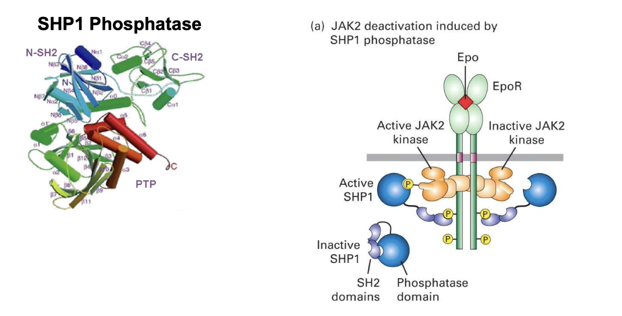 <ul><li><p><strong>Why regulation is critical</strong>:</p><ul><li><p><strong>Too little</strong> signaling → no red blood cell production → <strong>lethal</strong></p></li><li><p><strong>Too much</strong> signaling → overproduction of RBCs → <strong>elevated hematocrit</strong></p><ul><li><p>Increases blood viscosity</p></li><li><p>Risk of <strong>capillary blockages</strong>, <strong>stroke</strong>, <strong>heart attack</strong></p></li></ul></li></ul></li><li><p><strong>Example</strong>:</p><ul><li><p>Athletes may use <strong>Epo doping</strong> (external Epo) to boost oxygen capacity</p></li><li><p>Increases endurance but is <strong>dangerous &amp; potentially lethal</strong></p></li></ul></li><li><p><strong>How the pathway is turned off</strong>:</p><ul><li><p><strong>Short-term inactivation</strong> via <strong>dephosphorylation</strong></p><ul><li><p>Protein: <strong>SHP1 phosphatase</strong></p></li><li><p>Has <strong>two SH2 domains</strong> → binds to same sites as STAT</p></li><li><p>Once bound, SHP1 <strong>dephosphorylates JAK kinase</strong> → turns off signaling</p></li><li><p>Can be quickly reversed when SHP1 detaches</p></li></ul></li></ul></li></ul><p></p>