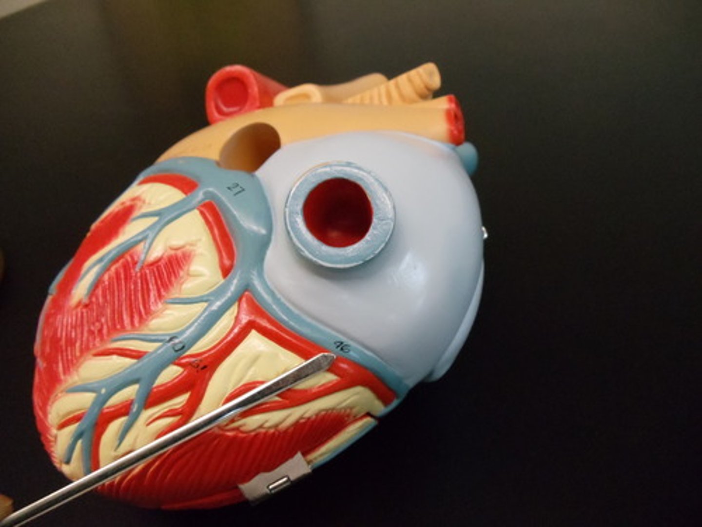 <p>(drains into middle cardiac vein or right atrium)</p>