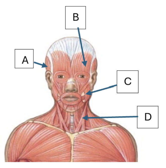 <p>Match the letter in the diagram that represents the muscle: <span><span>Masseter</span><strong><span>, </span></strong><span>Temporalis, Sternocleidomastoid, Frontalis</span></span></p>