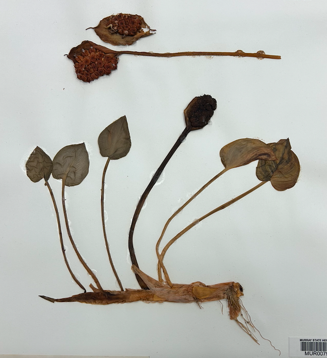 <p>Order? Family?</p>