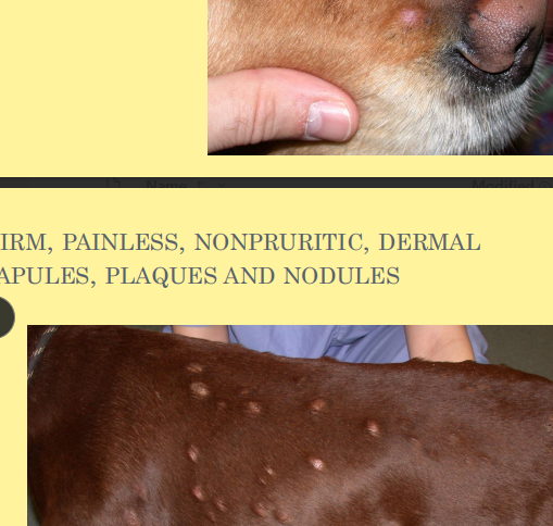 <p><span>Idiopathic Sterile Granuloma/Pyogranuloma</span></p>