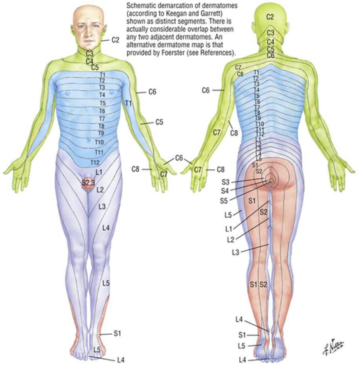 <p>A region of skin innervated by a single spinal nerve</p>