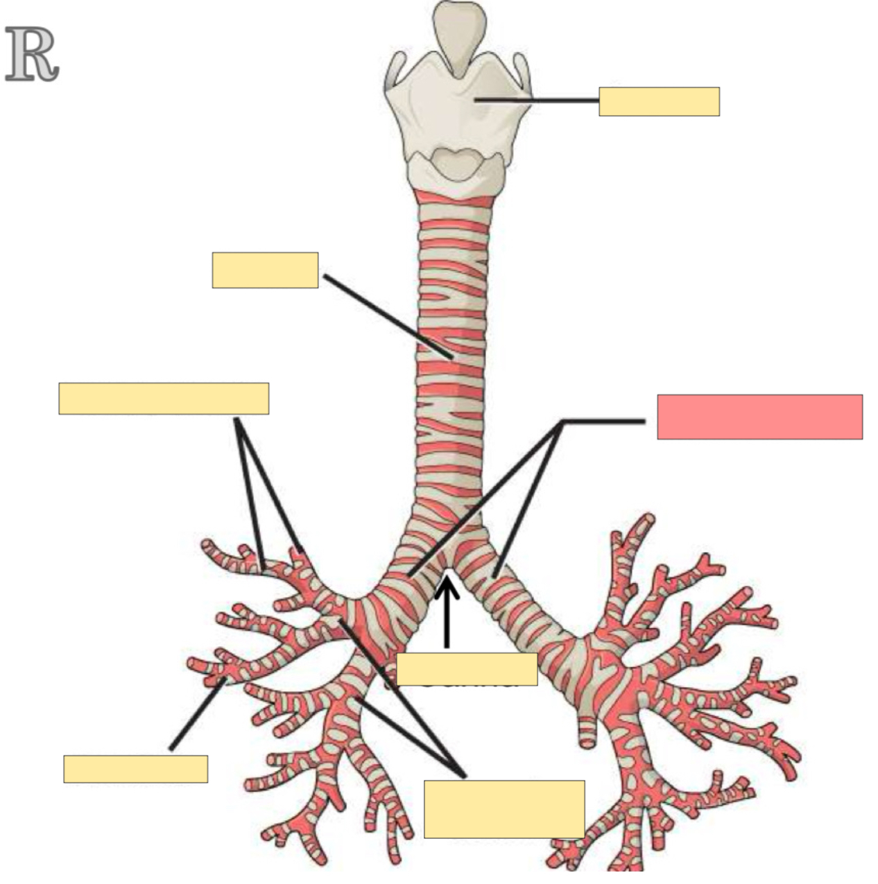 <p>What body part is this? </p>