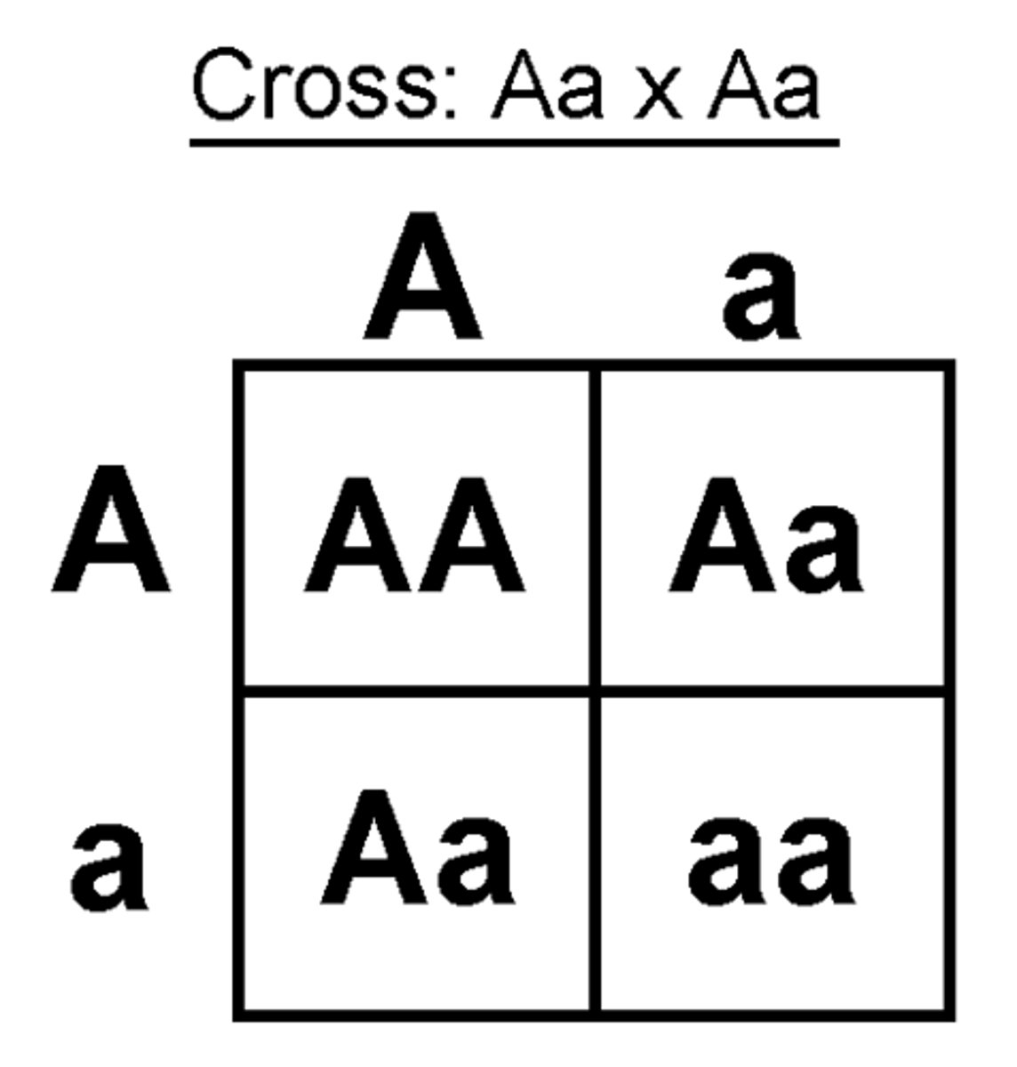 <p>all the possible outcomes of a genetic cross</p>