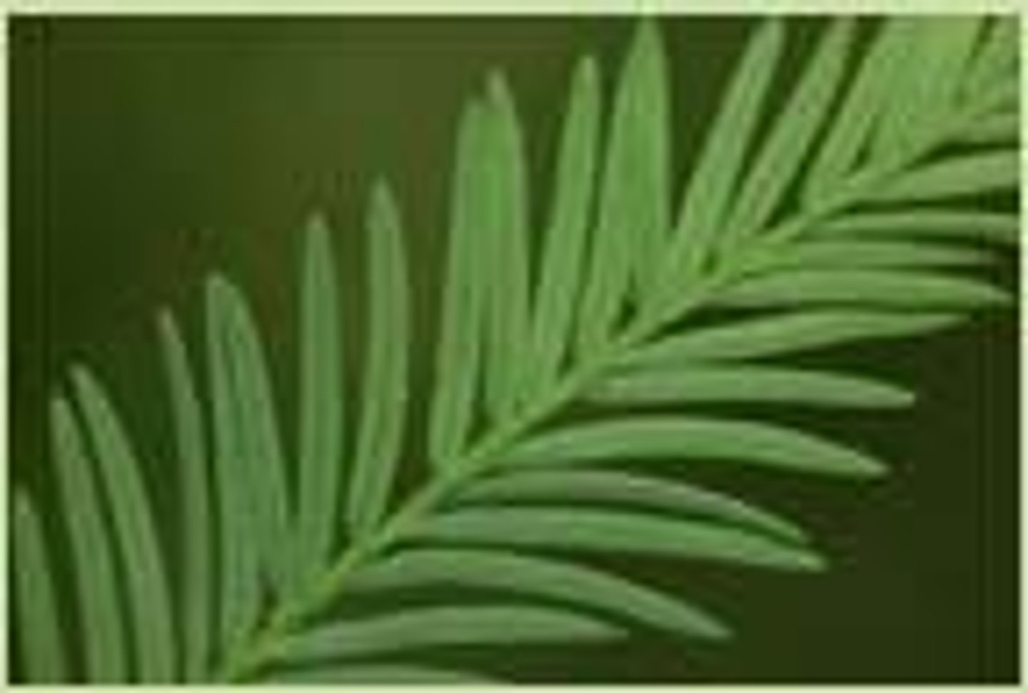 <p>Needle-like, radially arranged, flat, thin, with stomatal lines below.</p>