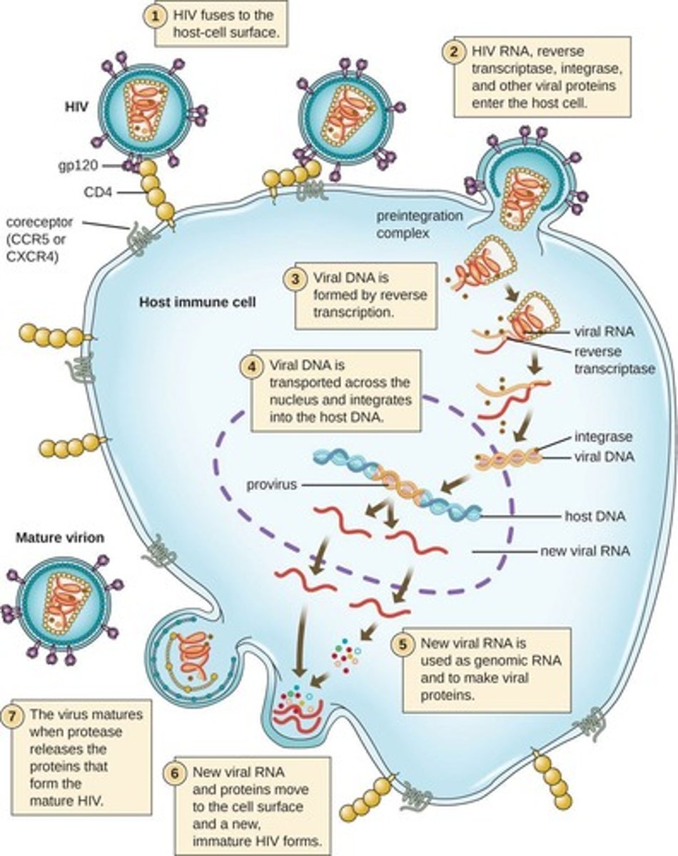 <p>Attachment/Adsorption to host cell, Entry into cell, Uncoating of genome, Replication/Synthesis, Assembly, Maturation, Release.</p>