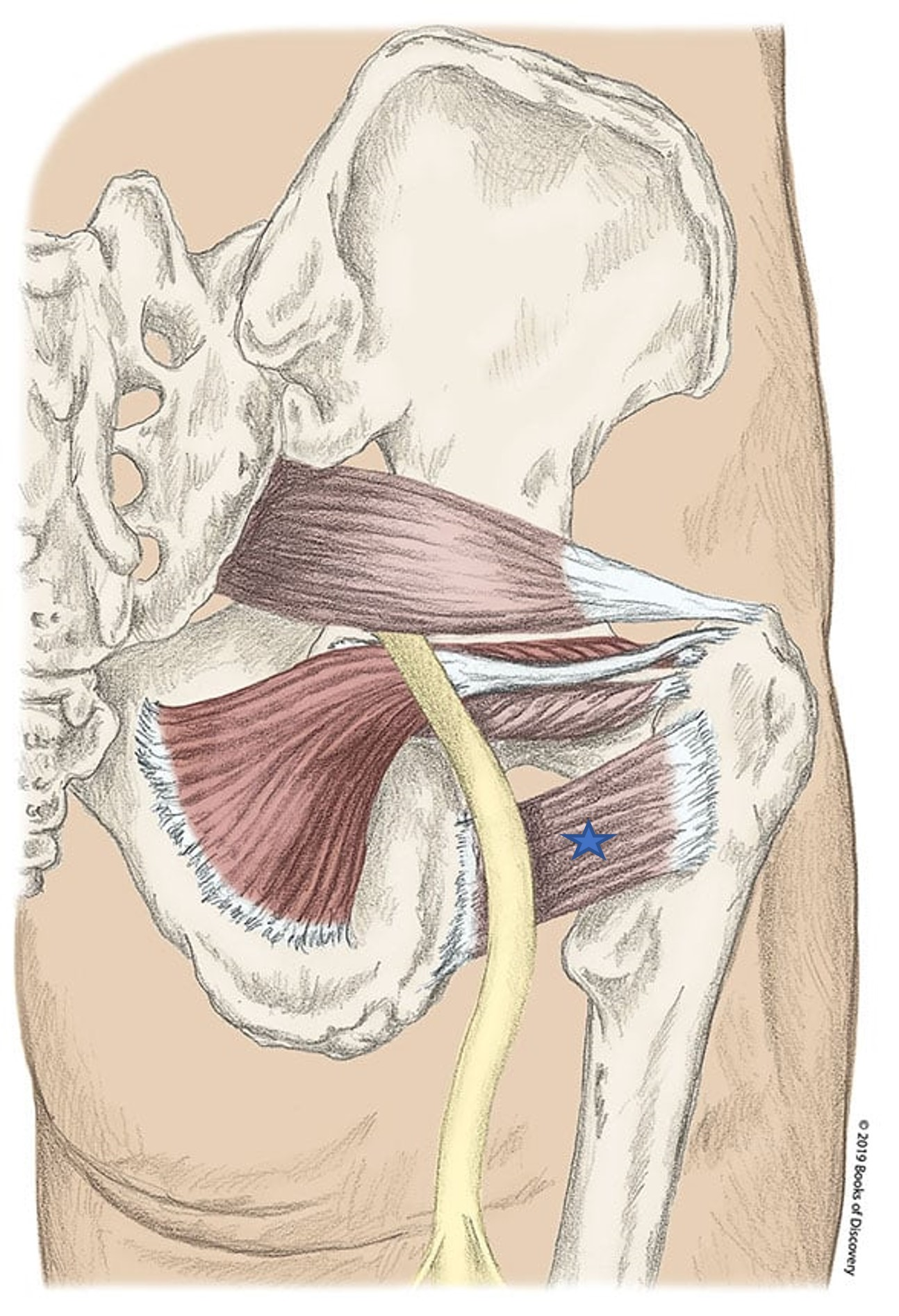 <p><span>From the list of muscles and actions below, identify the "starred" muscle and its primary actions. NOTE: There are several primary actions...do not choose actions where the muscle assists.</span></p><p></p><p><span><span>A) Gemellus superior</span></span></p><p><span><span>B) Quadratus femoris</span></span></p><p><span><span>C) Piriformis</span></span></p><p><span><span>D) Gemellus inferior</span></span></p><p><span><span>E) Abduct hip with hip flexed</span></span></p><p><span><span>F) Lateral rotation of hip </span></span></p><p><span><span>G) Obturator externus</span></span></p><p><span><span>H) Obturator internus</span></span></p><p><span><span>I) Adduct the hip with hip flexed</span></span></p><p><span><span>J) Medial rotation of hip</span></span></p>
