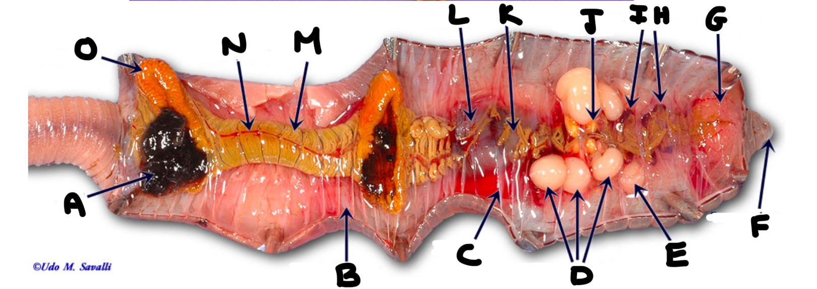 <p>What part of the earthworm is labeled M</p>