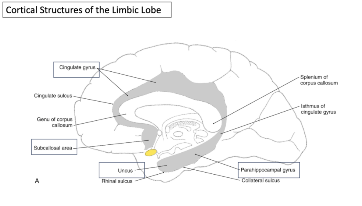 <p><u>first level of the limbic system:</u> cortical structures of the limbic lobe </p>