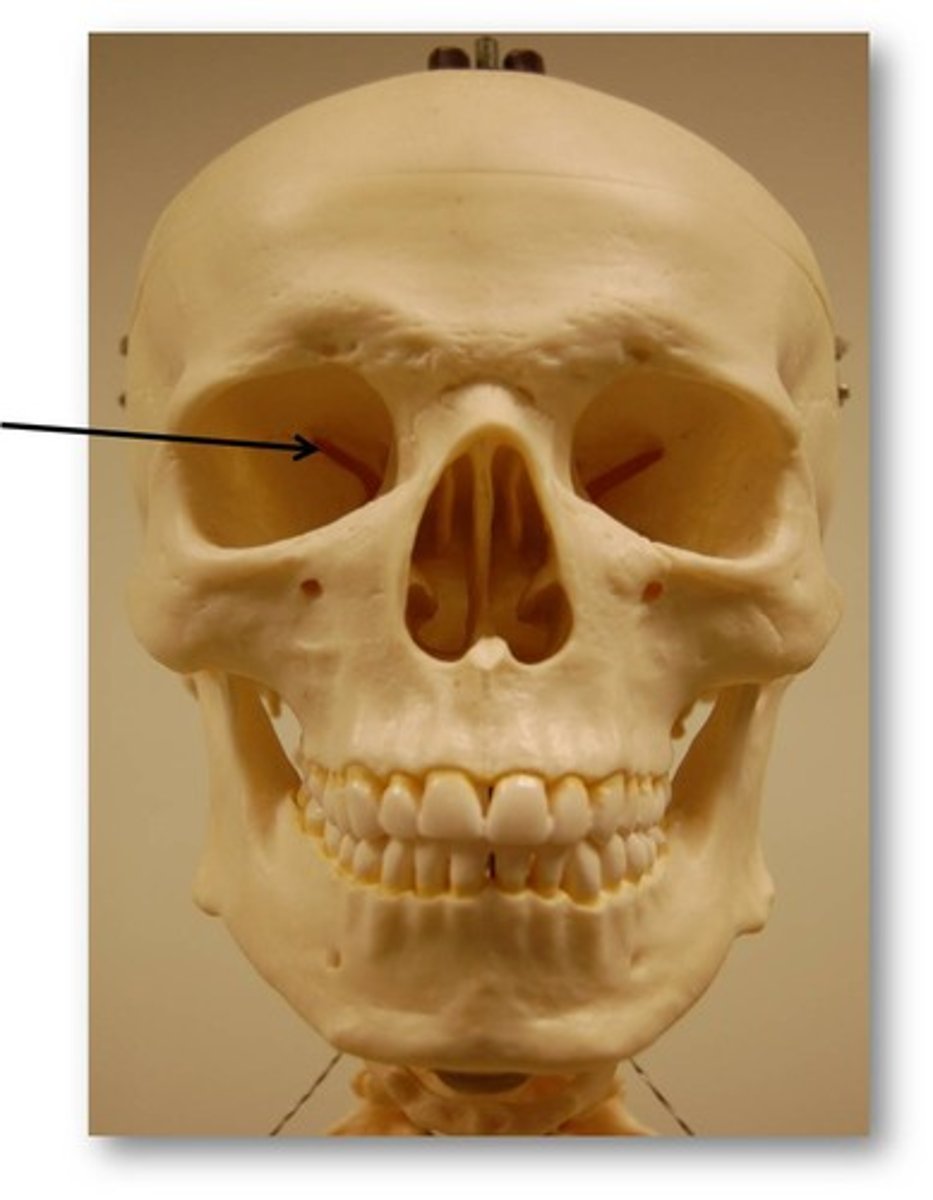 <p>The eye socket, made up of the maxilla and zygoma.</p>
