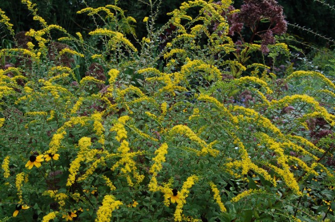 <p><em>Solidago rugosa&nbsp;‘</em>Fireworks’</p><p>rough-stemmed goldenrod&nbsp;‘Fireworks’</p><p>Asteraceae</p>