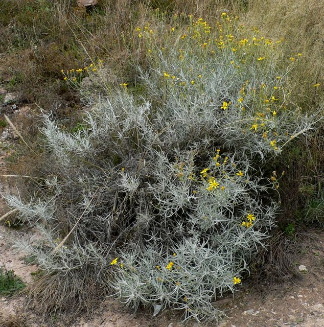 Threadleaf groundsel