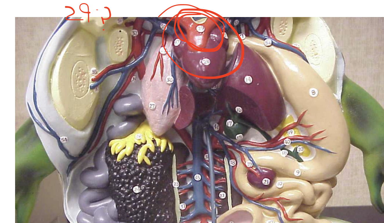 <p>What is circled? </p>