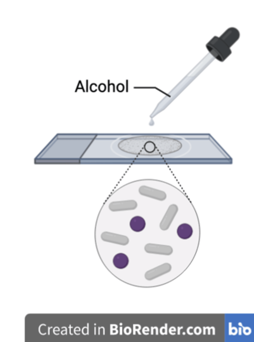 <p><strong>a)</strong> Gram +, Purple</p><p><strong>b)</strong> Gram -, Colourless</p>