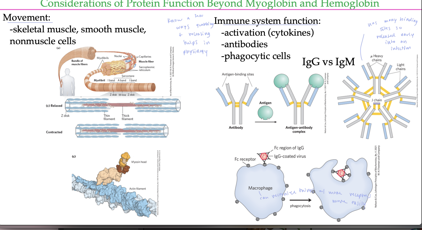 <ul><li><p>movement: skeletal muscle, smooth muscle, nonmuscle cells</p></li><li><p>in the immune system, it is used for antibodies to form and release from things, also allows macrophages to recognize things to consume</p></li></ul><p></p>