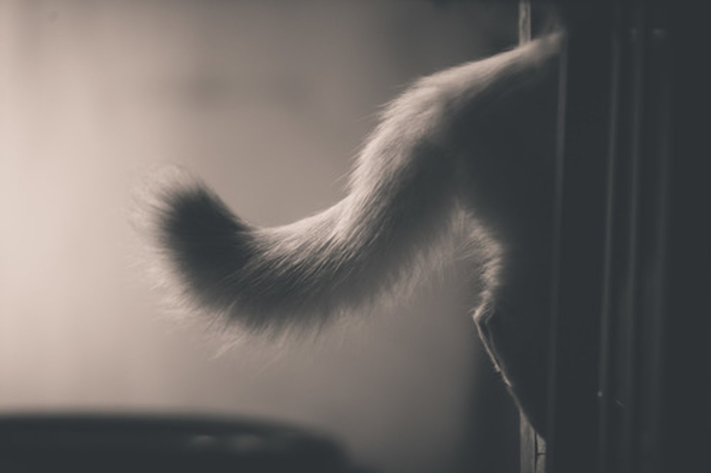 <p>tail</p>
