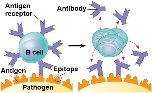 Adaptive Immunity