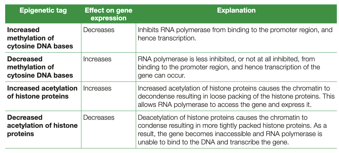 <ul><li><p>epigenome - chemical tags DNA accumulates, additional level of coding on top of DNA base sequence </p></li><li><p>do not affect DNA base sequence but change how cells read DNA and express it</p></li><li><p>methylation of cytosine bases and acetylation of histones </p></li></ul><p></p>