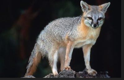 <p>What family is this species from</p>