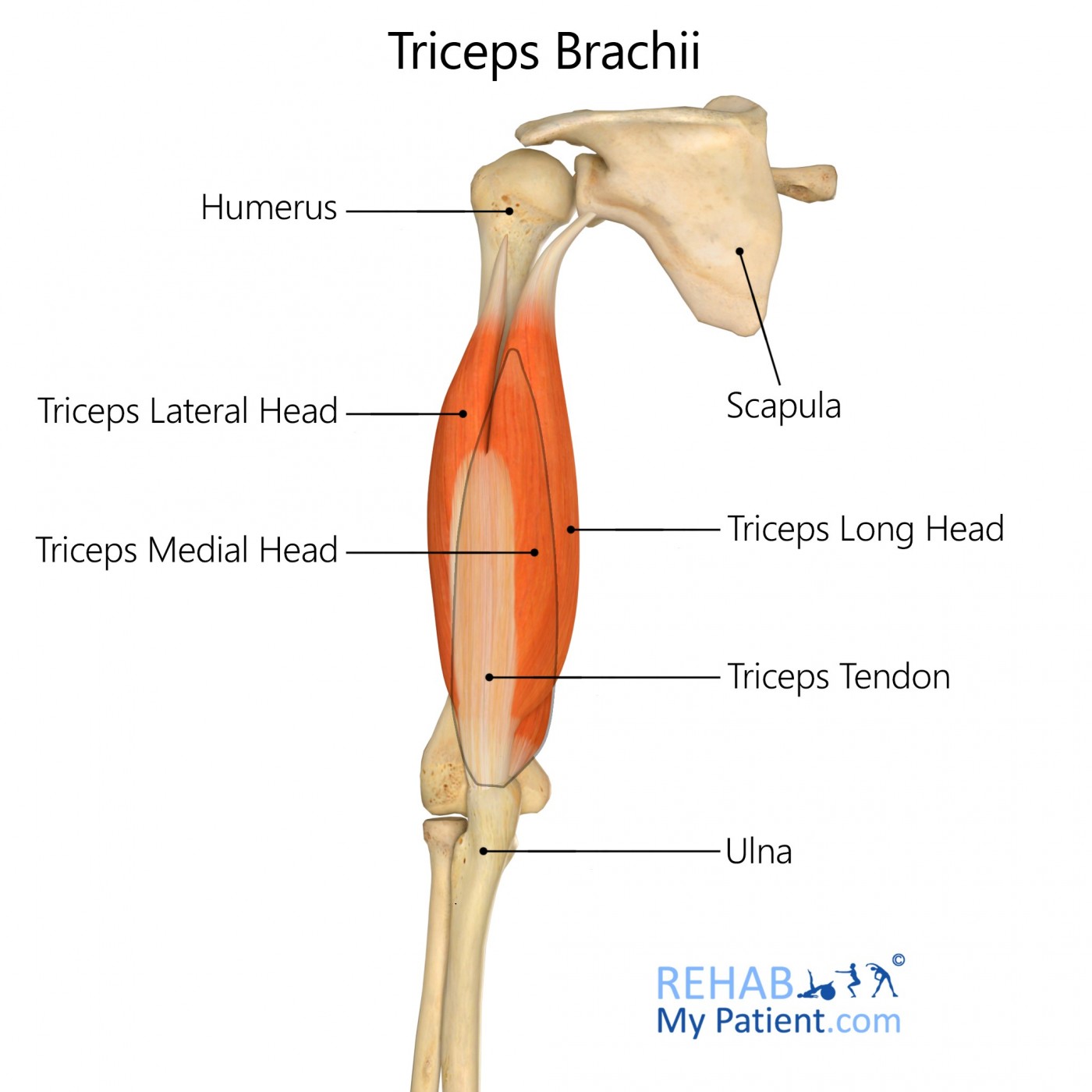<p>triceps lateral head origin</p>