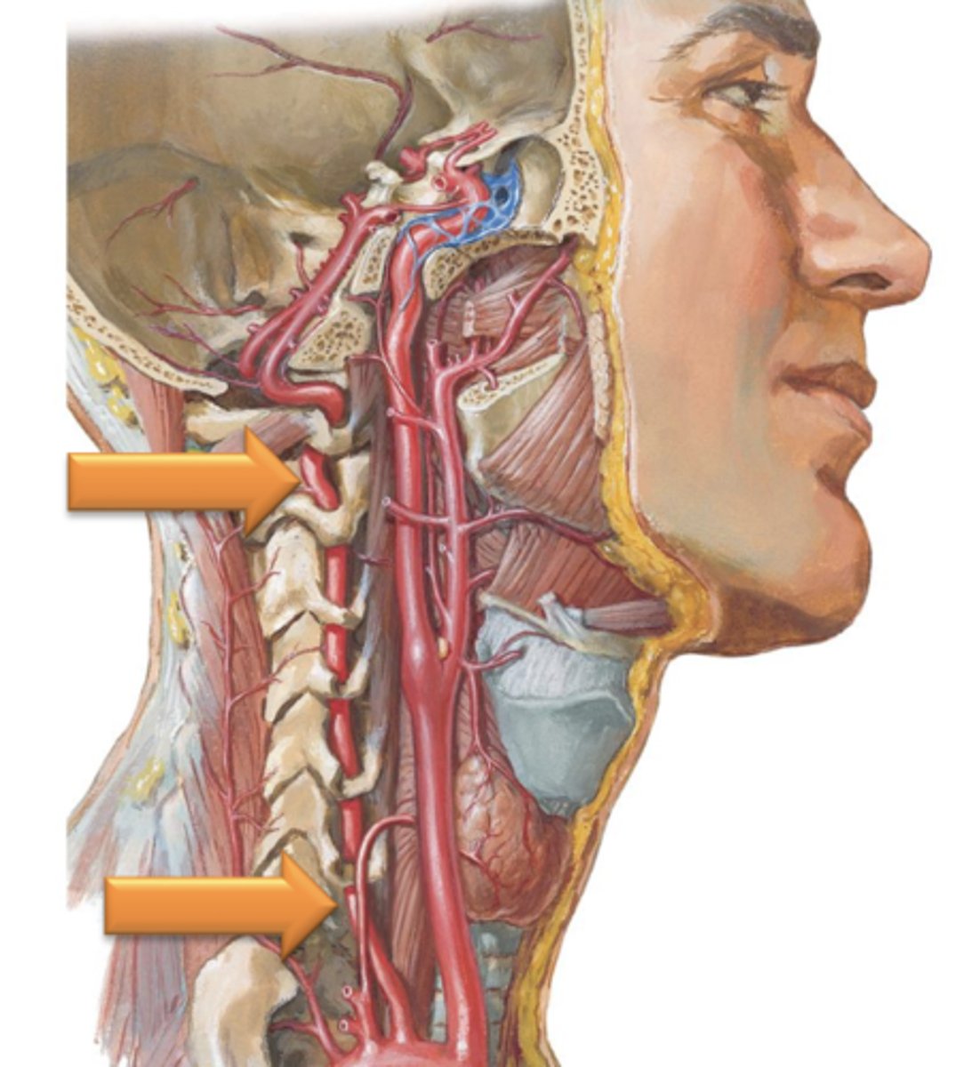 <p>The ___ ___ branch from the subclavian arteries and ascend through the neck by coursing through the ___ ___ of the cervical vertebrae.</p>