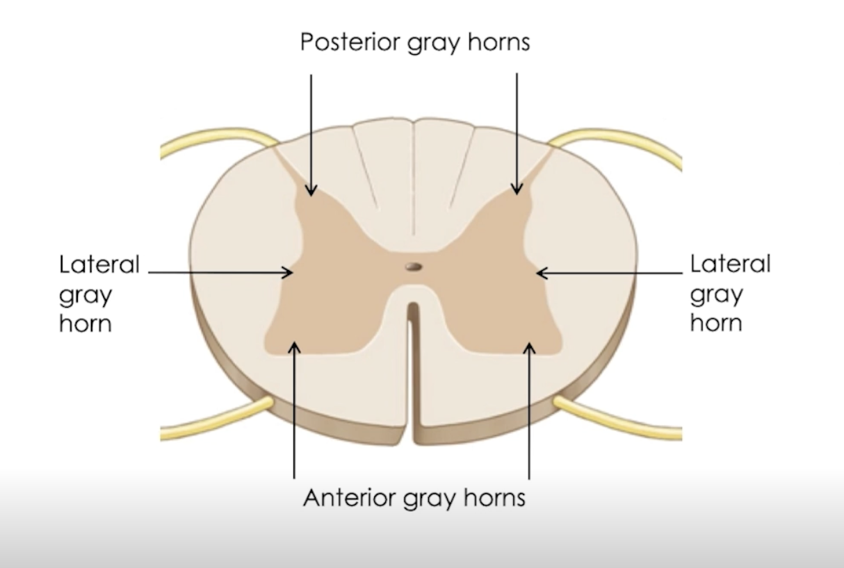 <p>Axons cross from one side to the other </p><ul><li><p>Explains why right brain = left movement, vice versa</p></li></ul><p><strong>Central Canal </strong>= contains CSF, nourishing neural tissue </p><p>Subdivided into <strong>gray horns: → Processing</strong></p><ul><li><p>Anterior</p><ul><li><p>Somatic motor function</p></li><li><p>cell bodies of lower motor neurons </p></li></ul></li><li><p>Lateral → only thoracic and lumbar </p><ul><li><p>Autonomic motor function</p></li><li><p>cell bodies of preganglionic neurons</p></li></ul></li><li><p>Posterior = sensory input </p><ul><li><p>cell bodies of spinal interneurons </p><img src="https://knowt-user-attachments.s3.amazonaws.com/1a19461c-3a5e-4735-9713-f2411d7b8197.png" data-width="75%" data-align="left"></li></ul></li></ul><p></p>