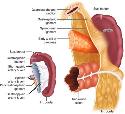 <p>1- Terminal branches of the splenic artery (5-6 branches)</p><p>2- Tributaries of the splenic vein</p><p>3- Autonomic nerves and lymphatic</p>