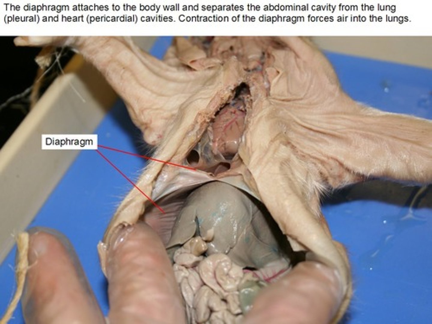 <p>DEFINITION</p><p>The muscle that aides in the breathing process. Separates the thoracic cavity from the gastrointestinal cavity</p>