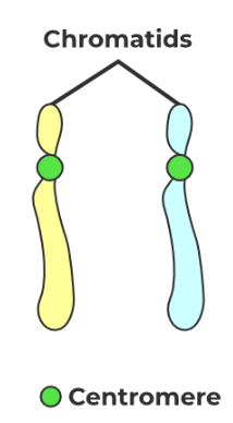 <p>Each chromosome has a centromere where there is a constriction of the chromatids. Its position is the same in a chromosome pair and can be anywhere from the middle to the ends</p>