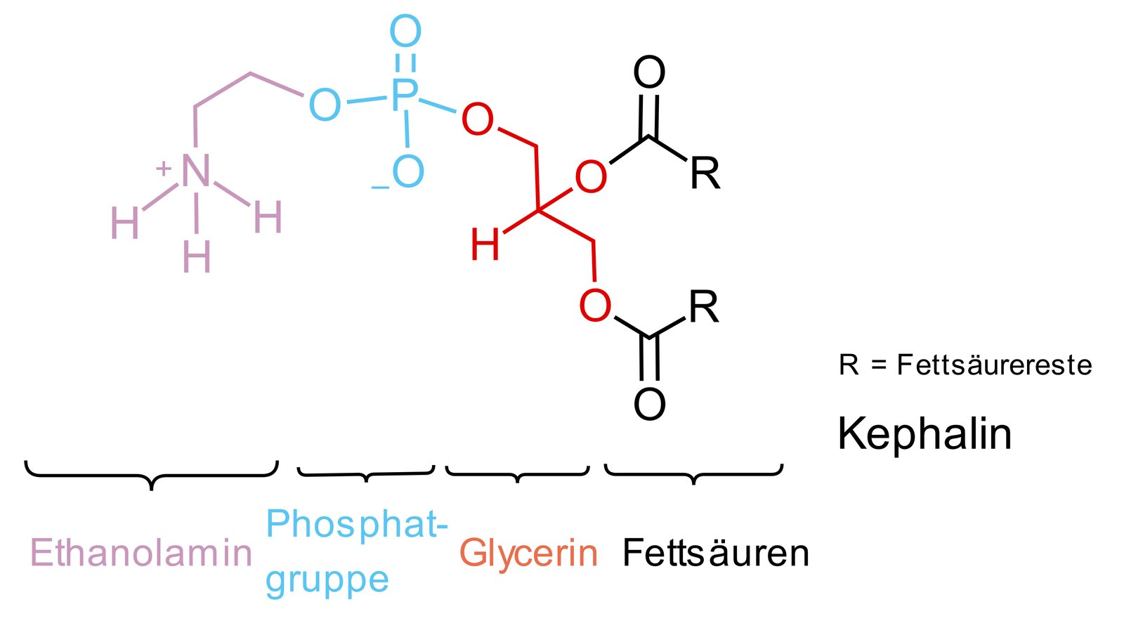 <p>D. Phosphatidylethanolamine</p>