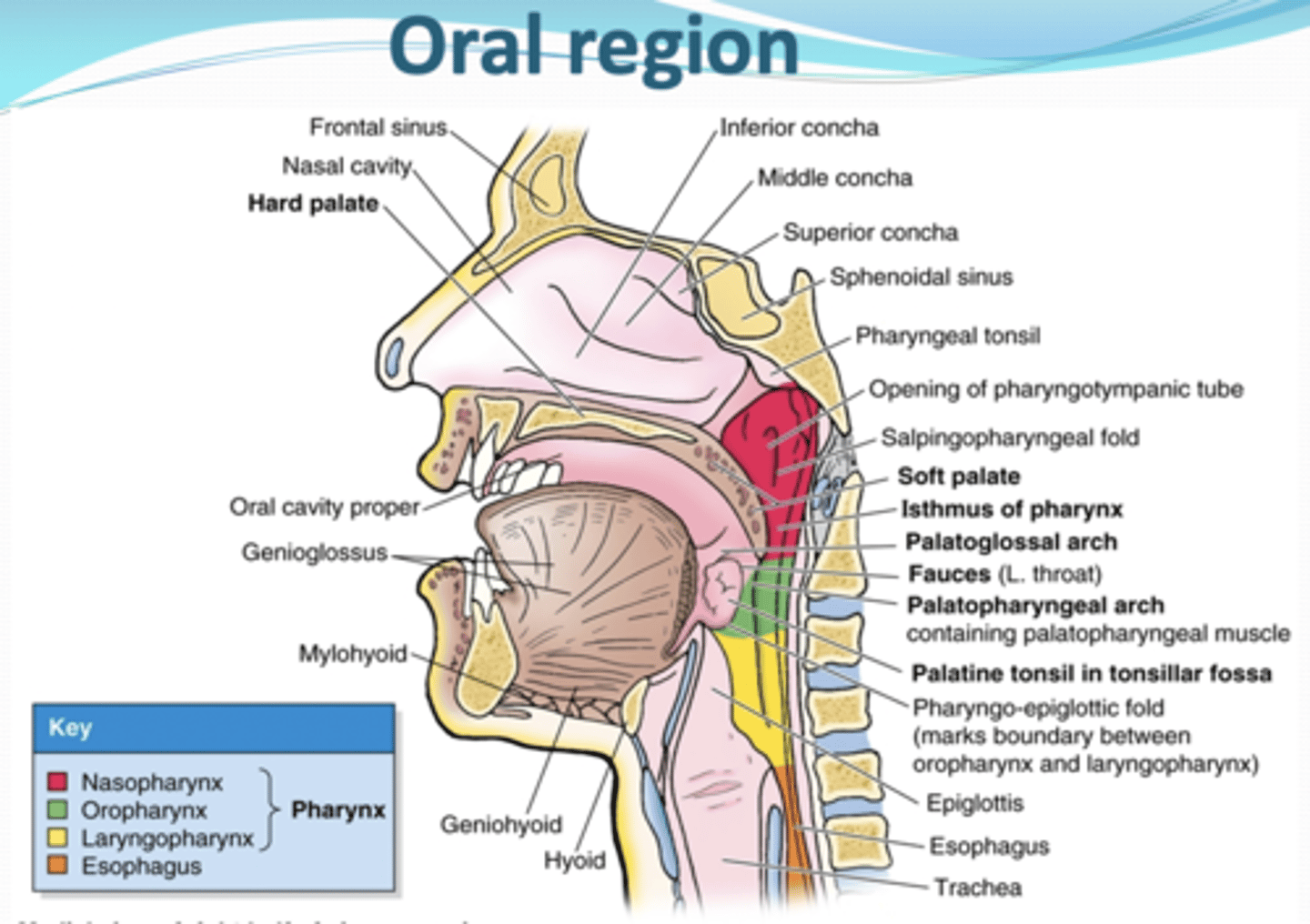 <p>-arched roof of mouth and floor of nasal cavities,</p><p>-separates the oral cavity from the nasal cavities and nasopharynx,</p><p>-superior (nasal) portion covered with respiratory mucosa and the inferior (oral) with oral mucosa.</p>