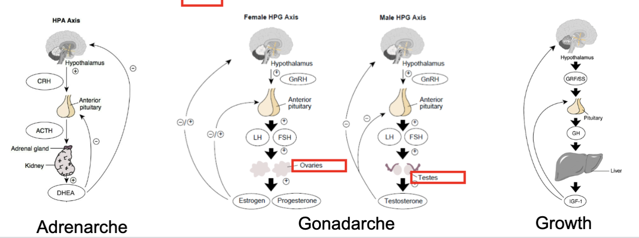 <p><strong>Adrenarche</strong></p><ul><li><p>Before gonadarche, which we typically think of the start of puberty, the <u>adrenal glands</u> become more active. <strong>Earliest stage of puberty.*</strong></p></li><li><p><span style="background-color: transparent;"><span>Age is linked to an increase in adrenal androgens during this period, hormone secretion in the HPA axis&nbsp;</span></span></p></li><li><p><span style="background-color: transparent;"><span>The adrenal glands make a milder version of sex hormones, and this contributes to the initial development of things like pubic hair, sweat glands, and body odour.&nbsp;</span></span></p></li><li><p><span style="background-color: transparent;"><span>DHEA is an adrenal androgen produced by the adrenal glands and it's a precursor to those primary sex hormones.&nbsp;</span></span></p></li></ul><p><strong>Gonadarche</strong></p><ul><li><p><span style="background-color: transparent;"><span>Considered primary puberty, and this occurs through the </span><strong><span>HPG axis</span></strong><span>, the hypothalamic pituitary gonadal axis.&nbsp;</span></span></p></li><li><p><span style="background-color: transparent;"><span>Characterized by the maturation of primary sex characteristics. When we think about those secondary sex characteristics that's often coming through because of that HPA access activation. Occurs between 8 and 14 for females and 9 and 15 for males.&nbsp;</span></span></p></li></ul><p><strong>Growth</strong></p><ul><li><p><span style="background-color: transparent;"><span>distribution of growth hormones → growth spurt.&nbsp;</span></span></p></li><li><p><span style="background-color: transparent;"><span>When the pituitary gland releases growth hormones, </span><strong><span>the liver</span></strong><span> is the primary organ to respond, by producing insulin-like growth factor one. The liver essentially amplifies growth signals from puberty&nbsp;</span></span></p></li><li><p><span style="background-color: transparent;"><span>So sex hormones that are activated during gondarche facilitate this growth process. If you don’t have normal liver functioning, growth will be significantly stunted.&nbsp;</span></span></p></li><li><p><span style="background-color: transparent;"><span>It’s also the system that stops growing, at some point, the system has to say enough.&nbsp;</span></span></p></li></ul><p></p>