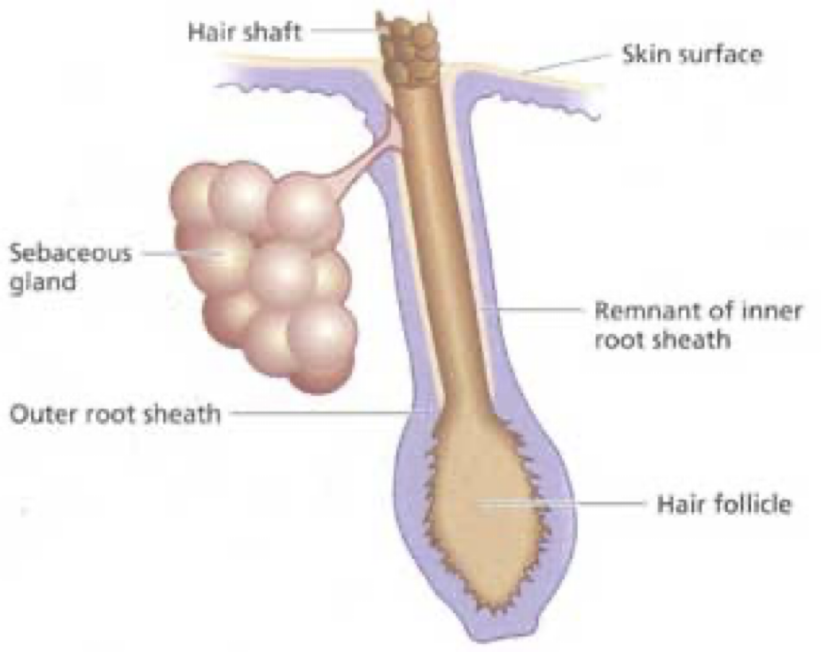 <p>sebaceous glands (structurally different from other glands)</p>