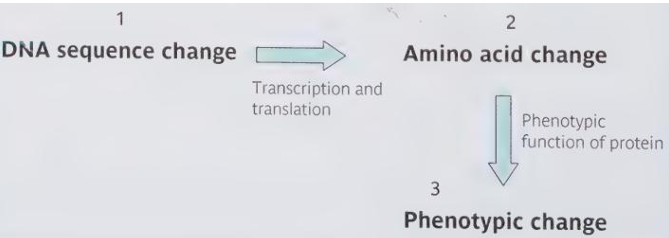 <p>genes (sequences of DNA bases) —> proteins (sequences of amino acids) —> bodies </p>