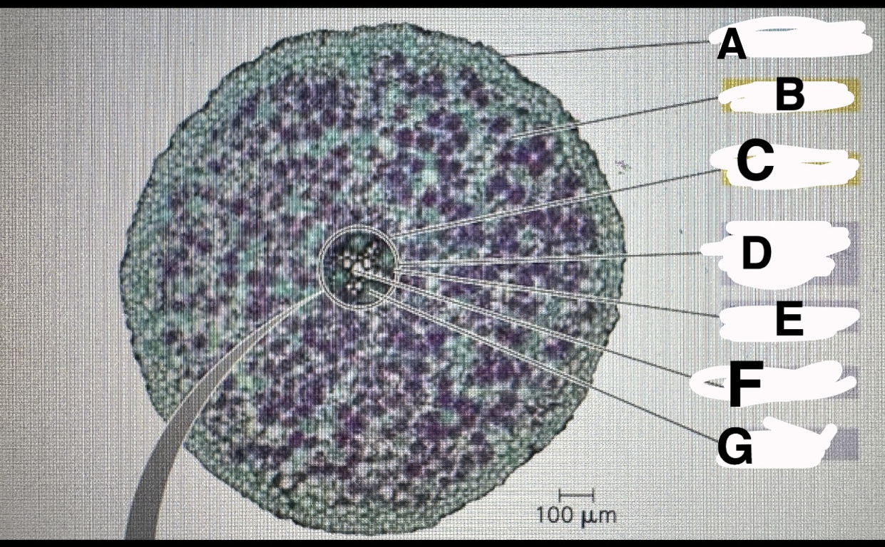 <p>B?</p>