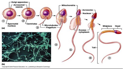 <p>The stage of spermatogenesis where spermatids undergo morphological changes such as the spherical sperm head becoming elongate and the acrosome forming in the head.</p>