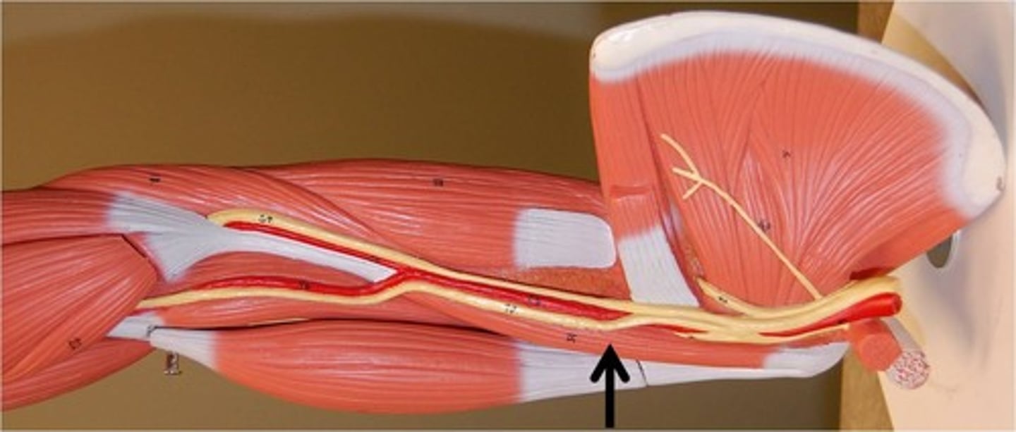 <p>Adduction and flexion at shoulder</p>