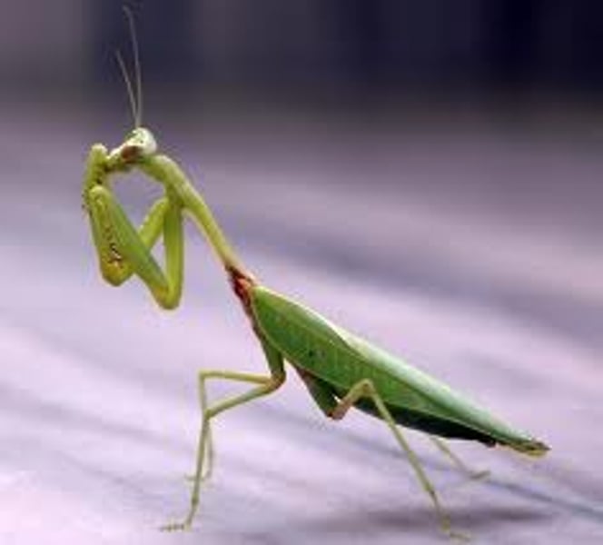 <p>Praying mantis</p>