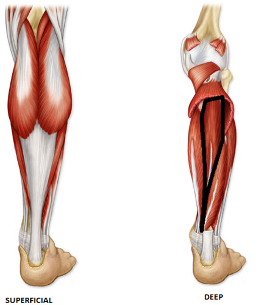 <p>Origin: interosseous membrane, posterior surface of tibia inferior to soleal line, and posterior surface of fibula</p><p>Insertion: primarily to tuberosity of navicular; also to cuneiforms, cuboid, and bases of 2nd - 4th metatarsals</p><p>Innervation: tibial nerve (L4, L5)</p><p>Action: plantarflexes ankle; primary inverter of foot; supports medial longitudinal arch of foot</p>