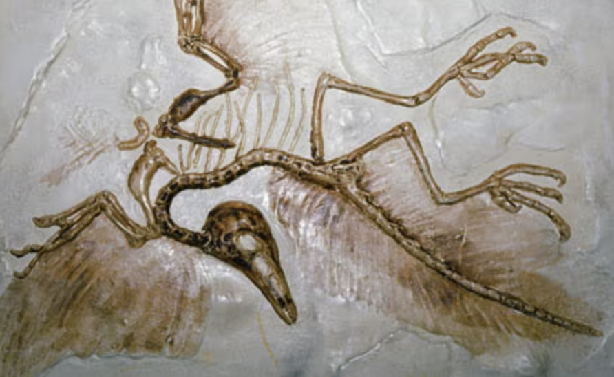 <p>Genus</p>