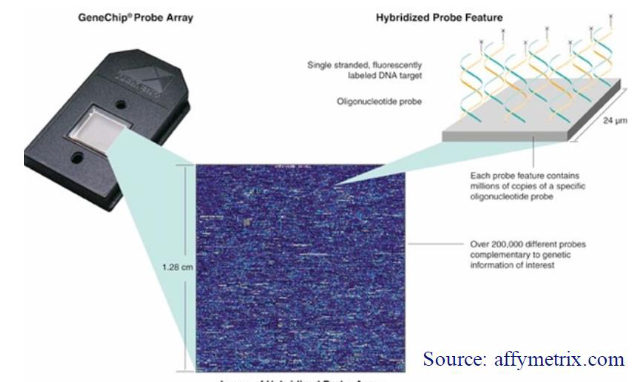 <p><strong>High Density Marker Panels</strong><br> Use many markers = 50,000, 100,000, 500,000, or 1,000,000</p><p><strong>Anonymous Marker Approach</strong><br> Markers are "unimportant" polymorphisms used to locate QTL</p><p><strong>Process</strong><br> Photo-etch a glass slide, build Velcro-like tags<br> Tags "grab" matching animal DNA<br> Grabbed DNA lights up spots = shows genotype</p>