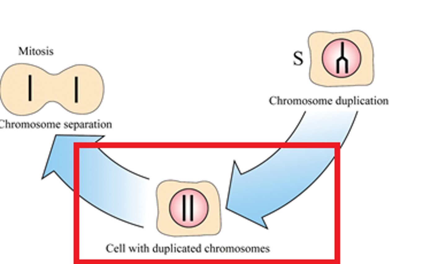 <p>Replication is restricted to S phase to ensure that the genome (total DNA) is duplicated once and only once per cell cycle before cell division, preventing genome instability</p>