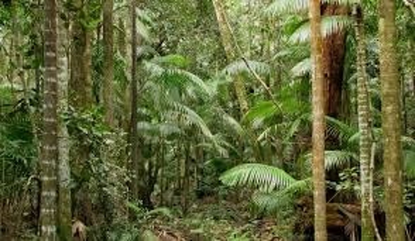 <p>(tropical; rain) forest</p>